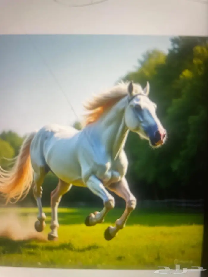 الي حاب يخش قروب بيع وشراء الحيونات يتواصل معي 0