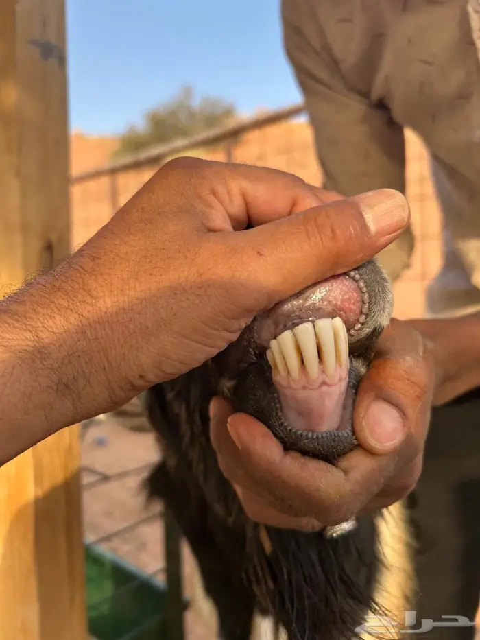 تيس فحل بيشي صنف 2