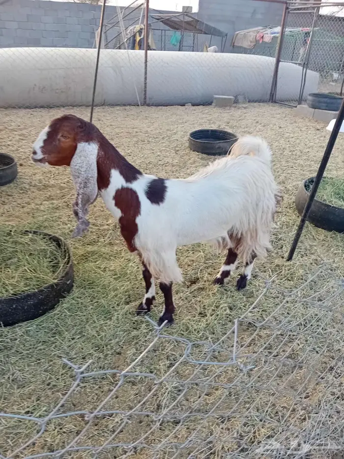 جفرة حايل تم البيع 0