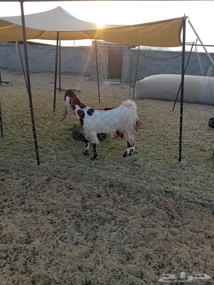 جفرة حايل تم البيع 2