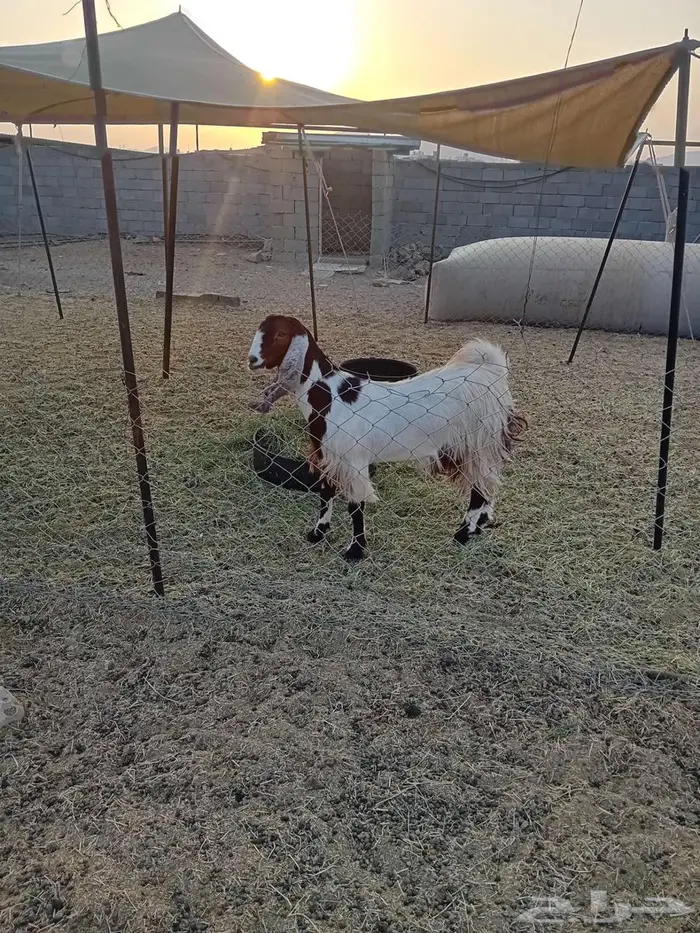 جفرة حايل تم البيع 1