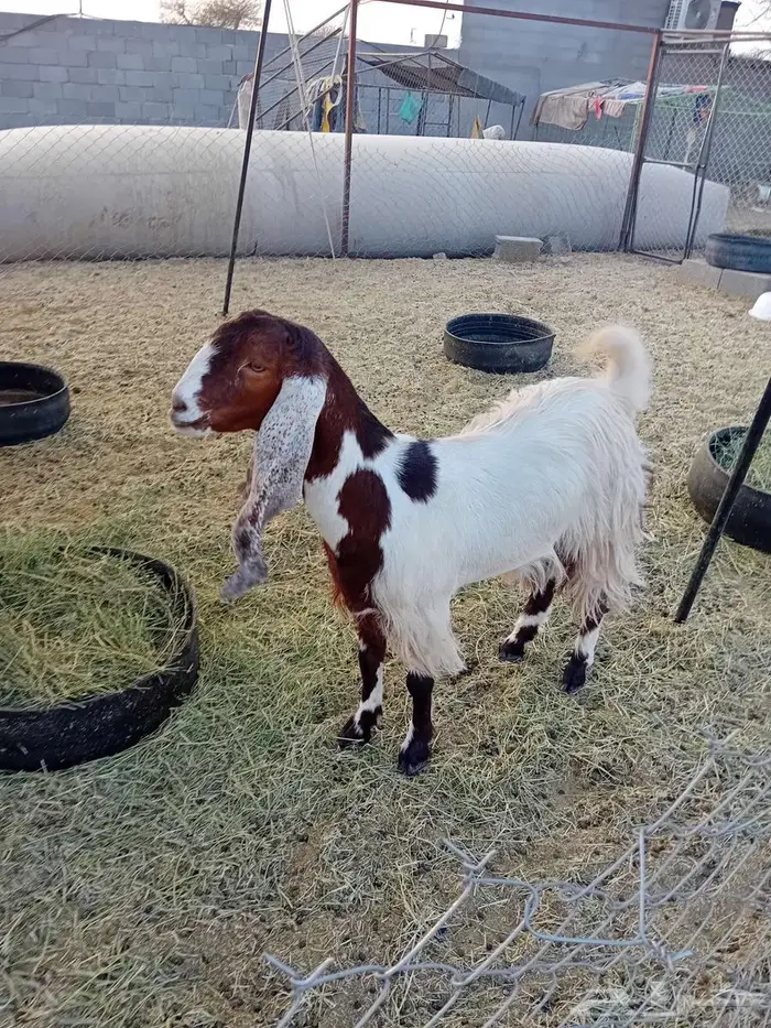 جفرة حايل تم البيع 3