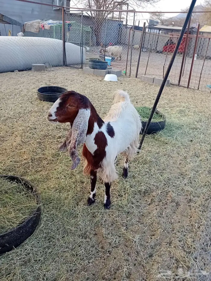 جفرة حايل تم البيع 5