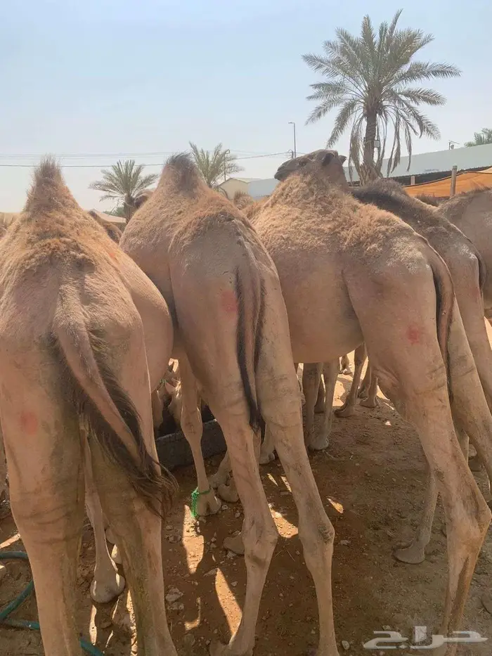 قعدان وتيوس صوماليه لأصحاب الحلال 1