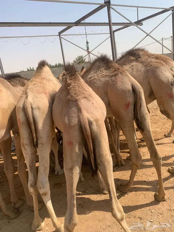 قعدان وتيوس صوماليه لأصحاب الحلال 0