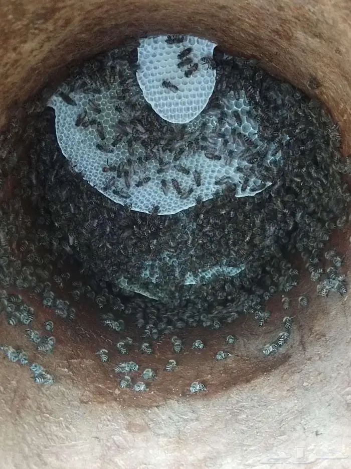 نحل بلدي في جمس ستيك 3