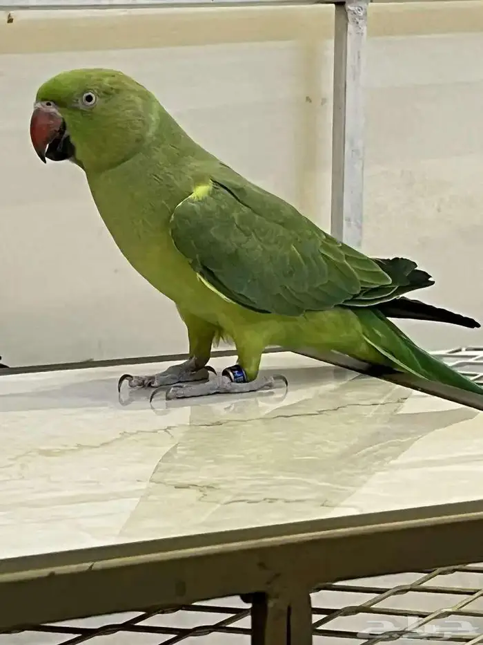 بغبغاء درة متكلم 0