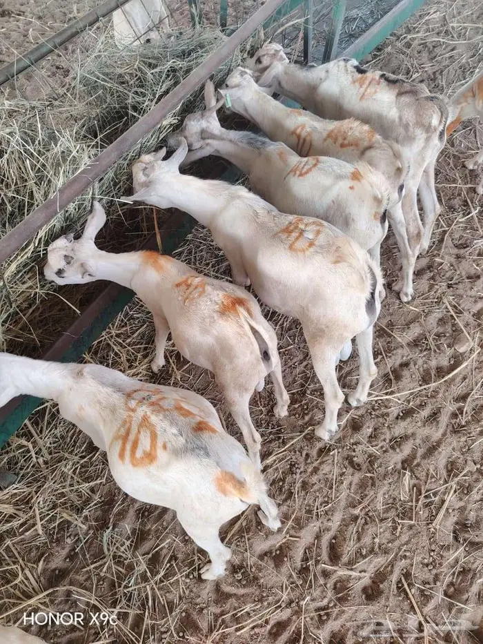 قعدان و تيوس صومالية بأسعار تنافسيه 3