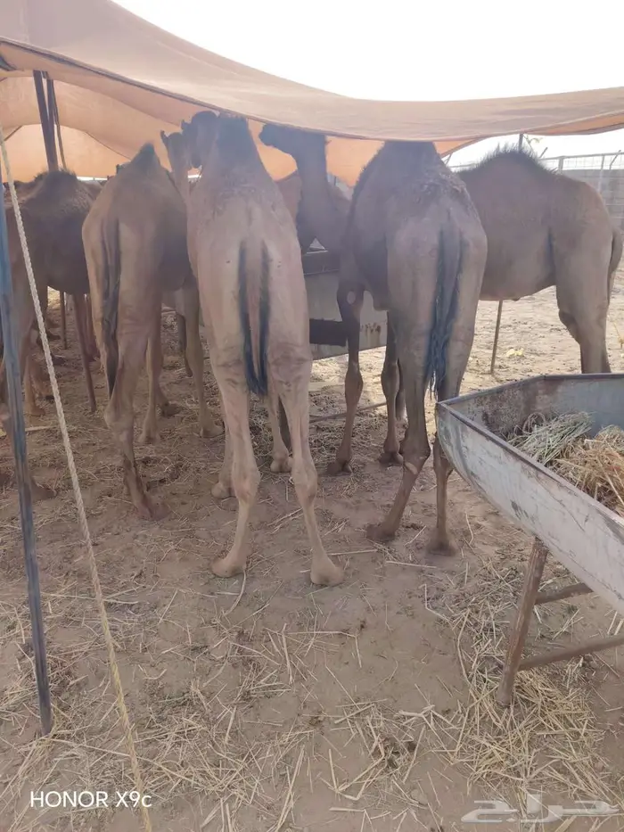 قعدان و تيوس صومالية بأسعار تنافسيه 2