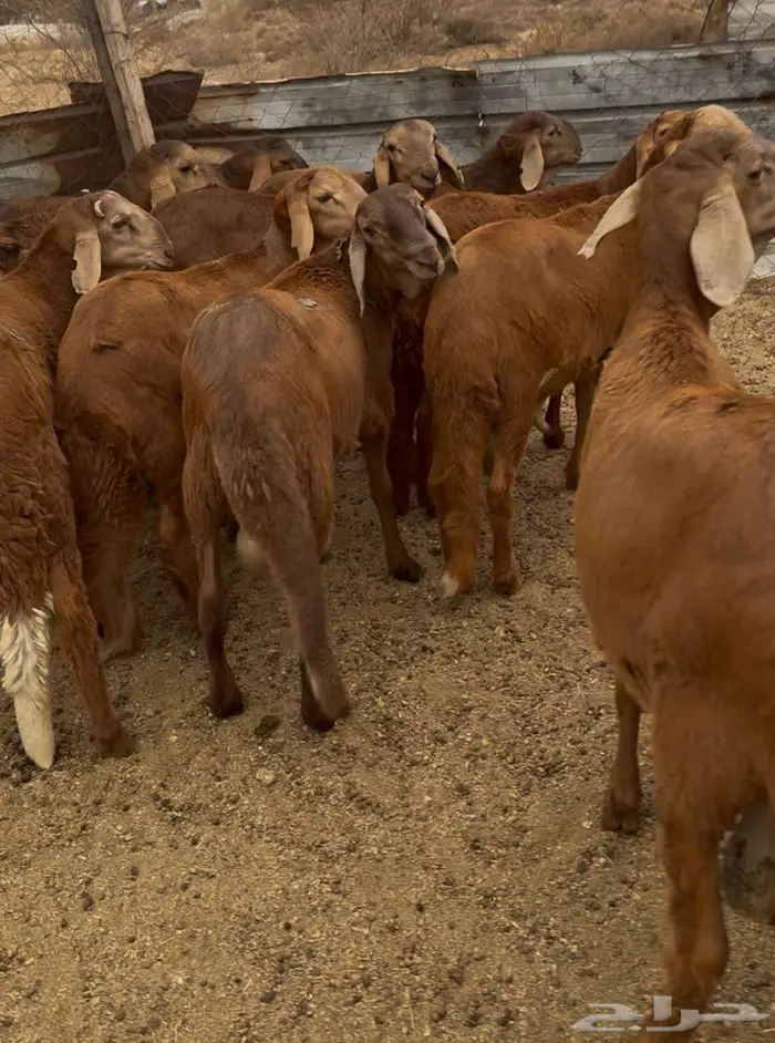 طليان ذبايح حري سواكن مع الذبح والتوصيل 2