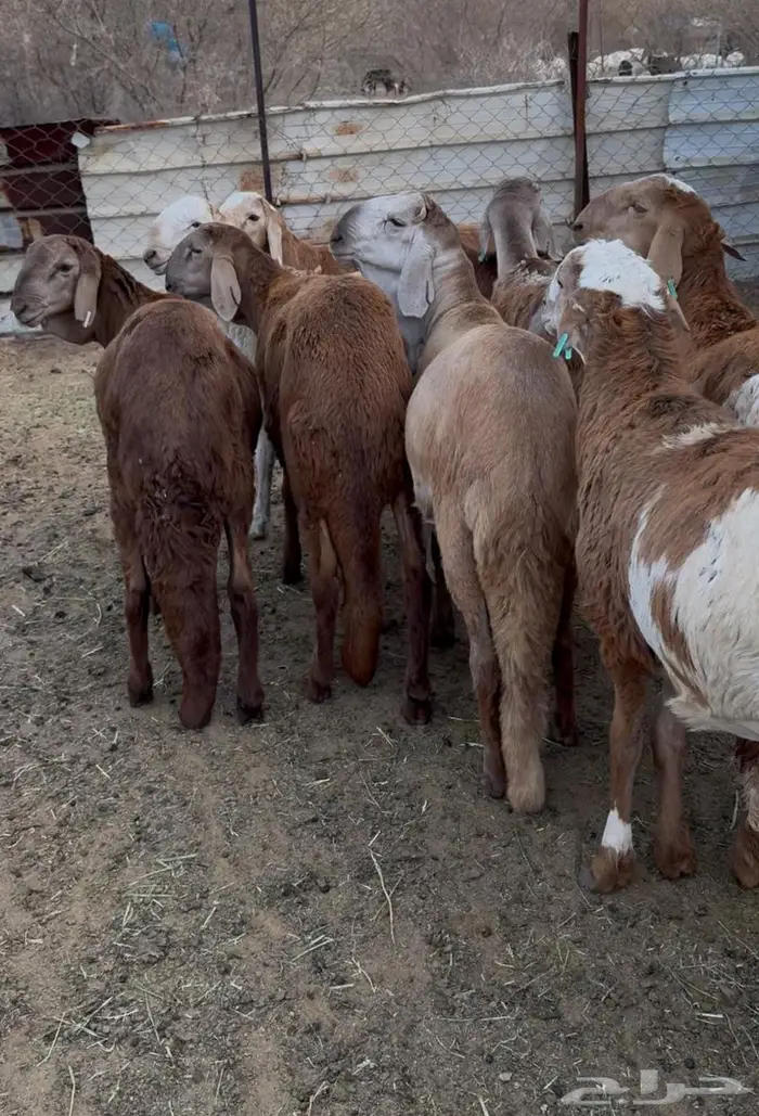 طليان ذبايح حري سواكن مع الذبح والتوصيل 12