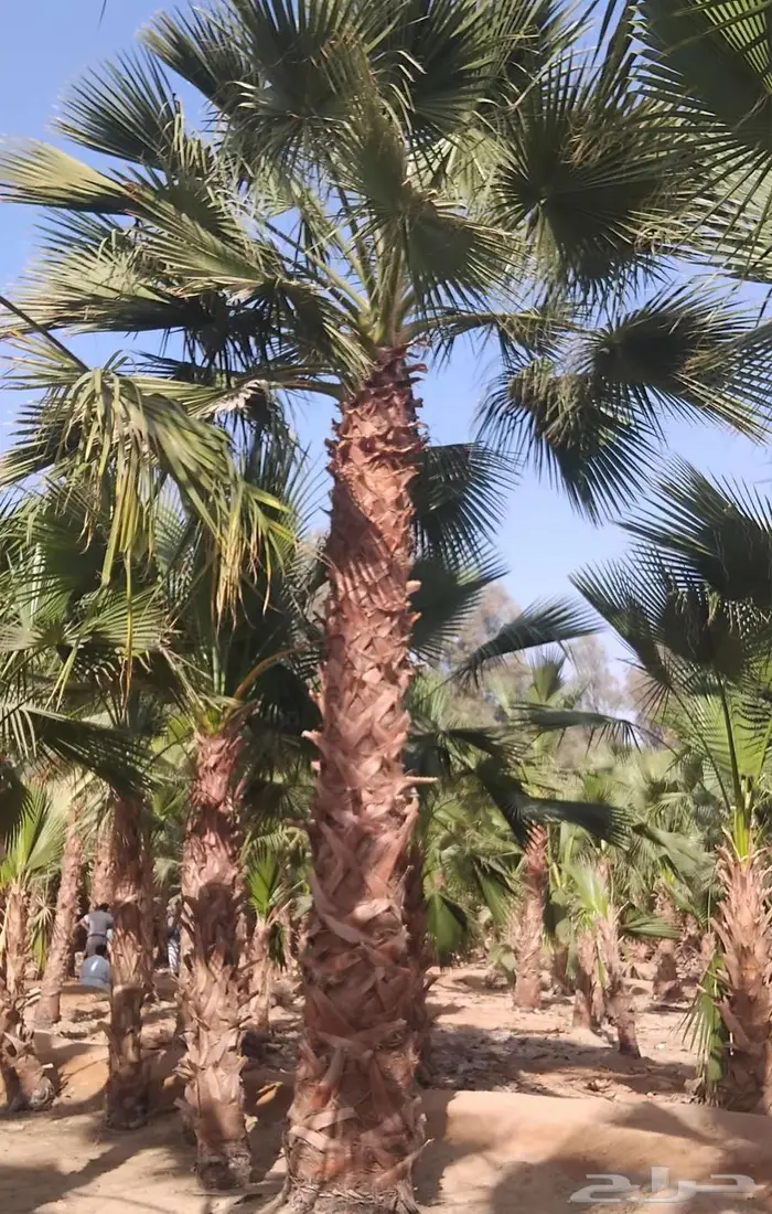 نخل واشنطني واشنطن زينه امريكي للبيع 2