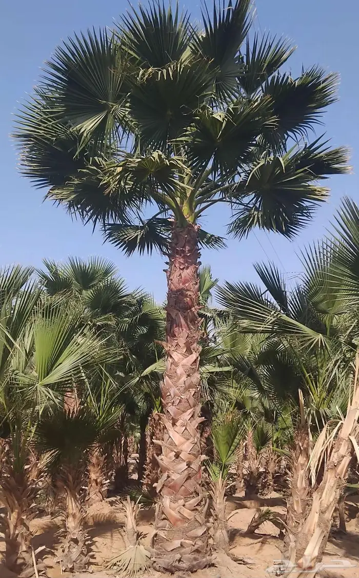 نخل واشنطني واشنطن زينه امريكي للبيع 6