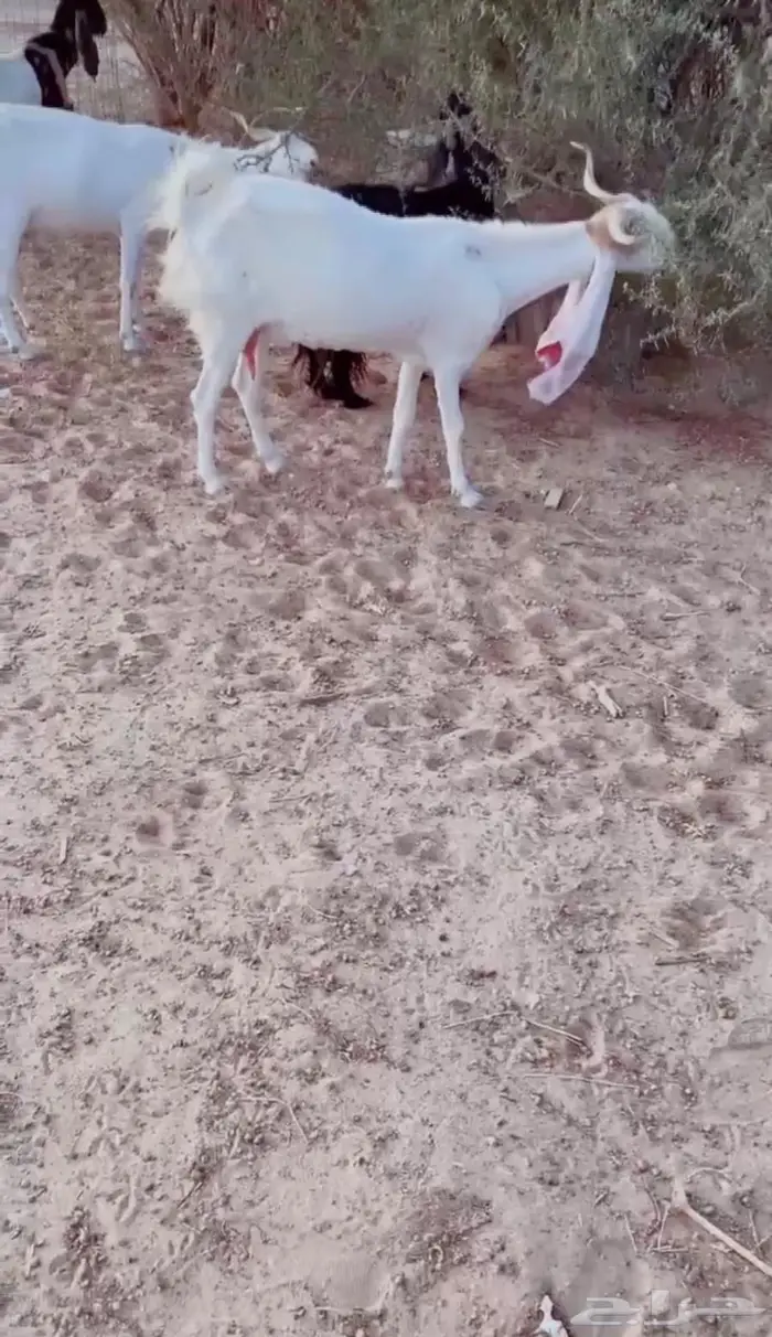 معزاء طيبه ونظيفه 3