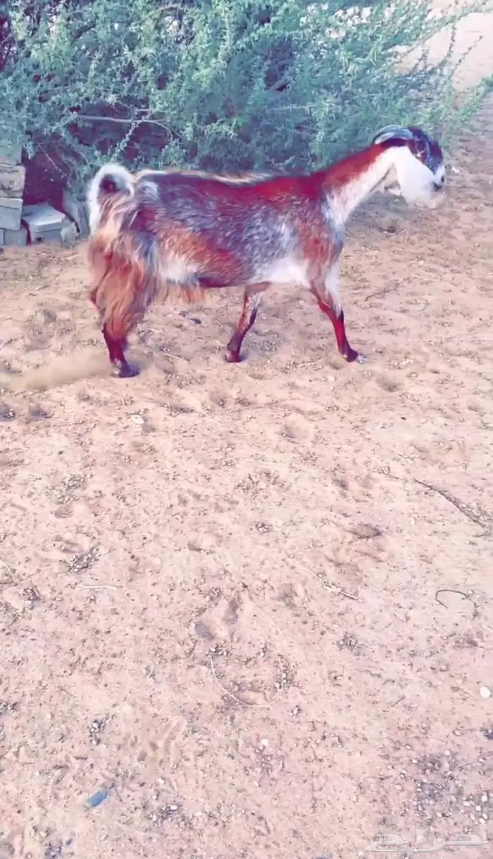معزاء طيبه ونظيفه 2