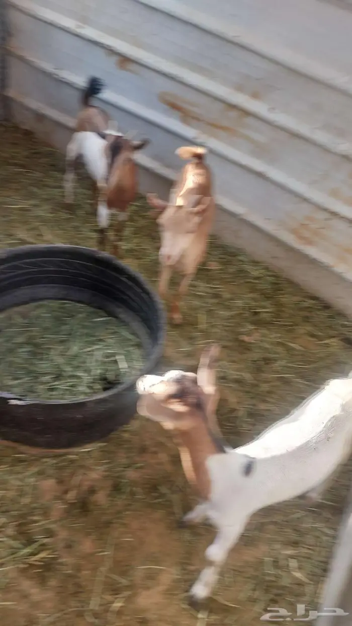 تيوس وجفار جنوبيه للبيع 0