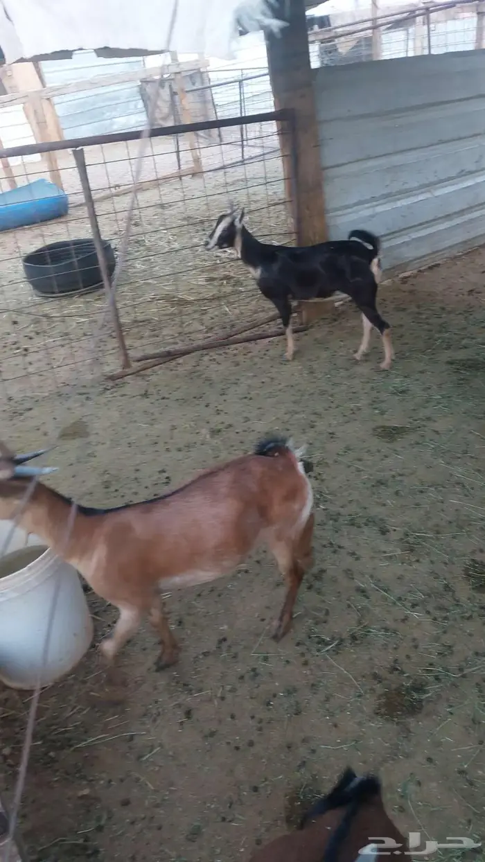 تيوس وجفار جنوبيه للبيع 1