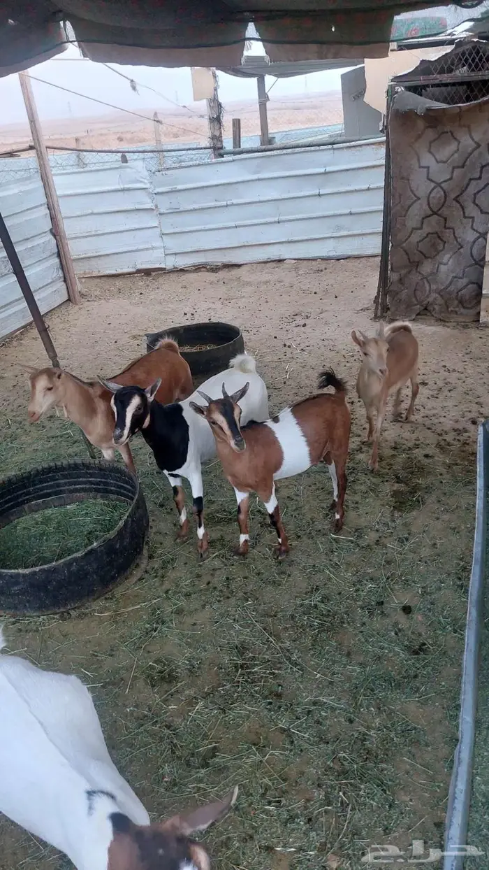 تيوس وجفار جنوبيه للبيع 2