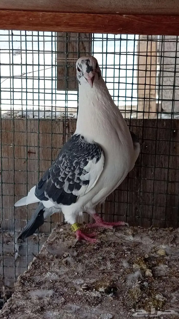 زواجل اصيله جان اردن بيور 0
