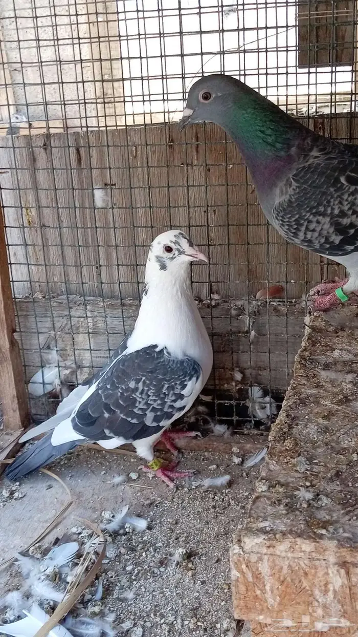 زواجل اصيله جان اردن بيور 1