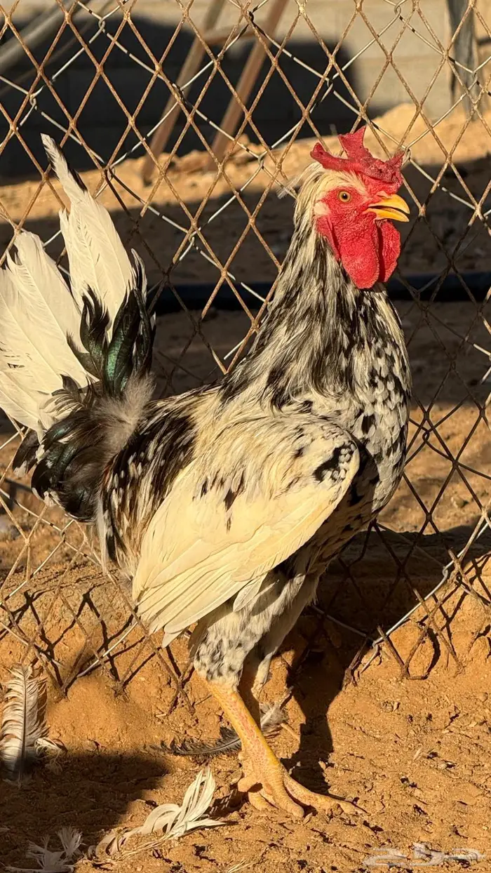 ديك عربي ترثه شبابي. عرف افرق كسرة ظهر قويه 3