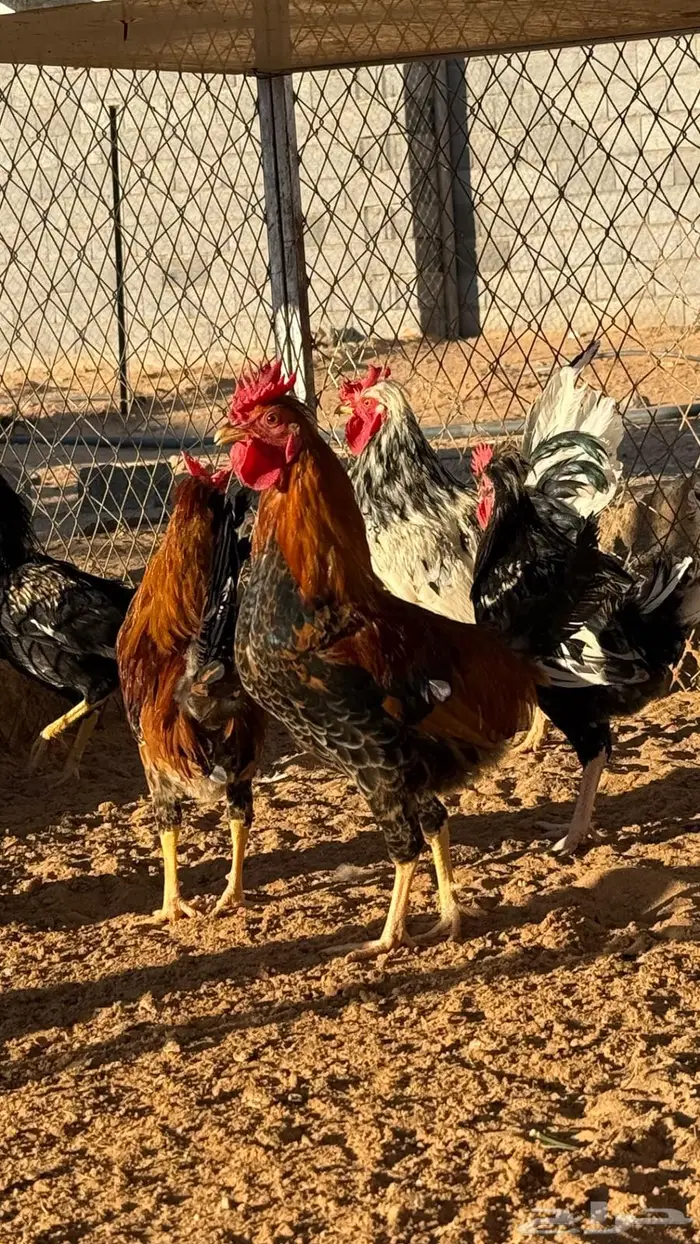 ديك عربي ترثه شبابي. عرف افرق كسرة ظهر قويه 7