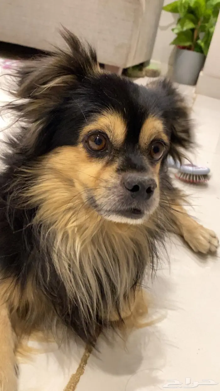 كلب بومرينان للبيع بسعر مميز ب400 1