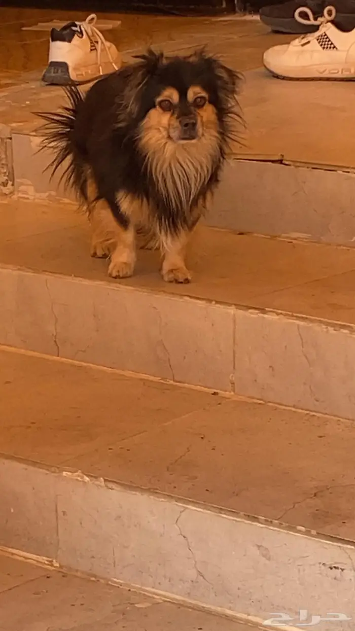 كلب بومرينان للبيع بسعر مميز ب400 0