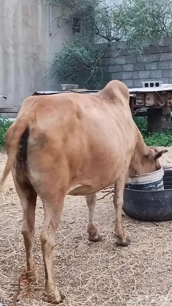 بقره لفاف باقي لها شهرين تقريبا وتولد 2