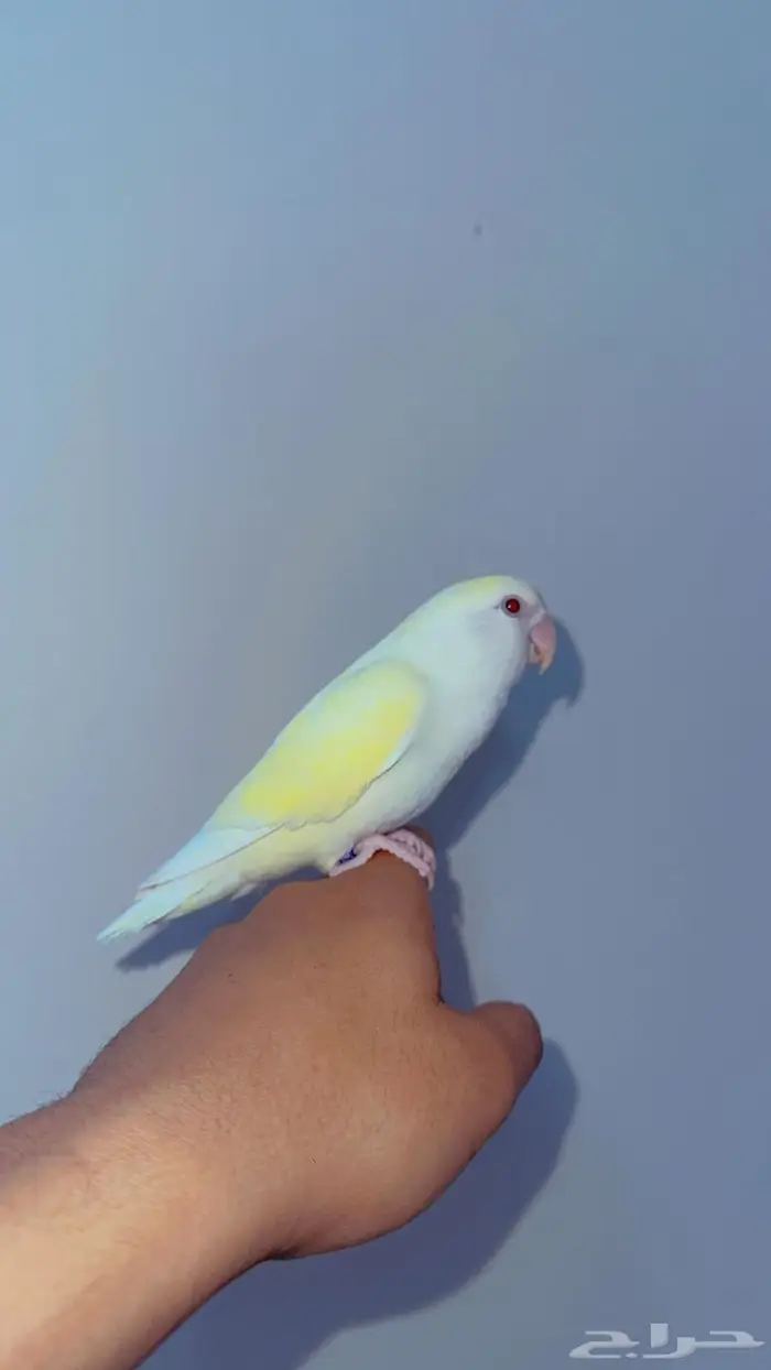 انثى روز اليفه تم البيع 2