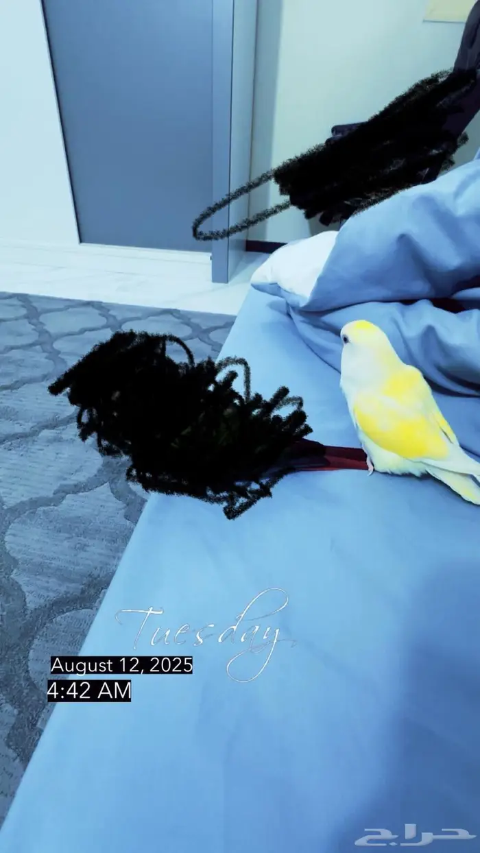 انثى روز اليفه تم البيع 3