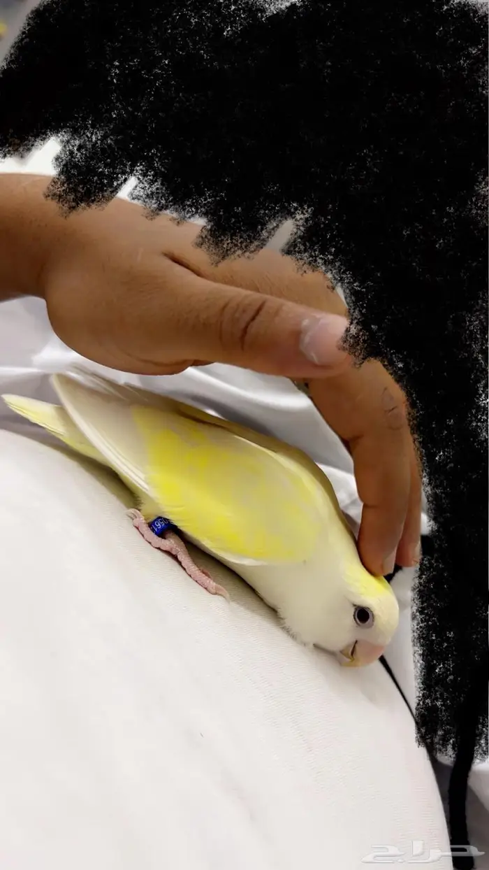 انثى روز اليفه تم البيع 0