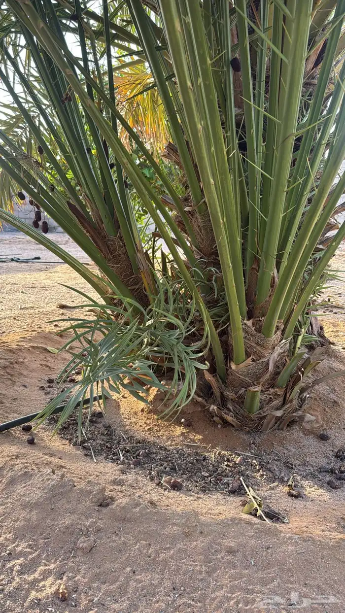 شرازيه نبته سالم حوشانه 6