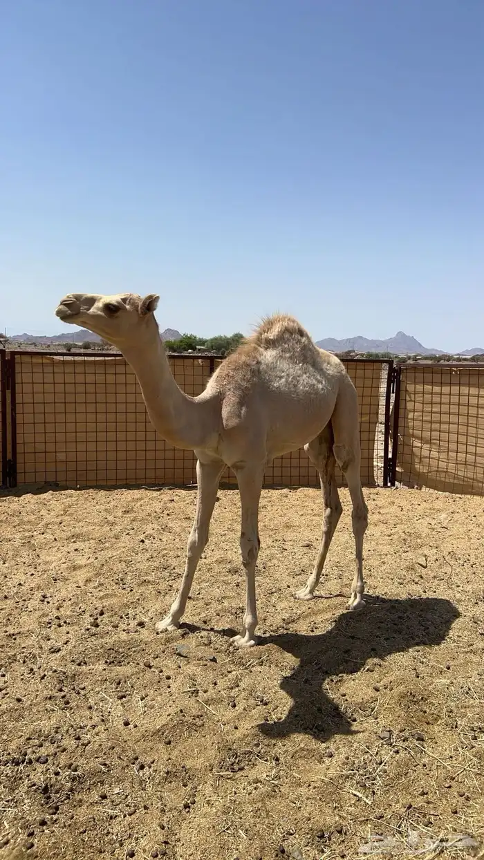 قعود 1
