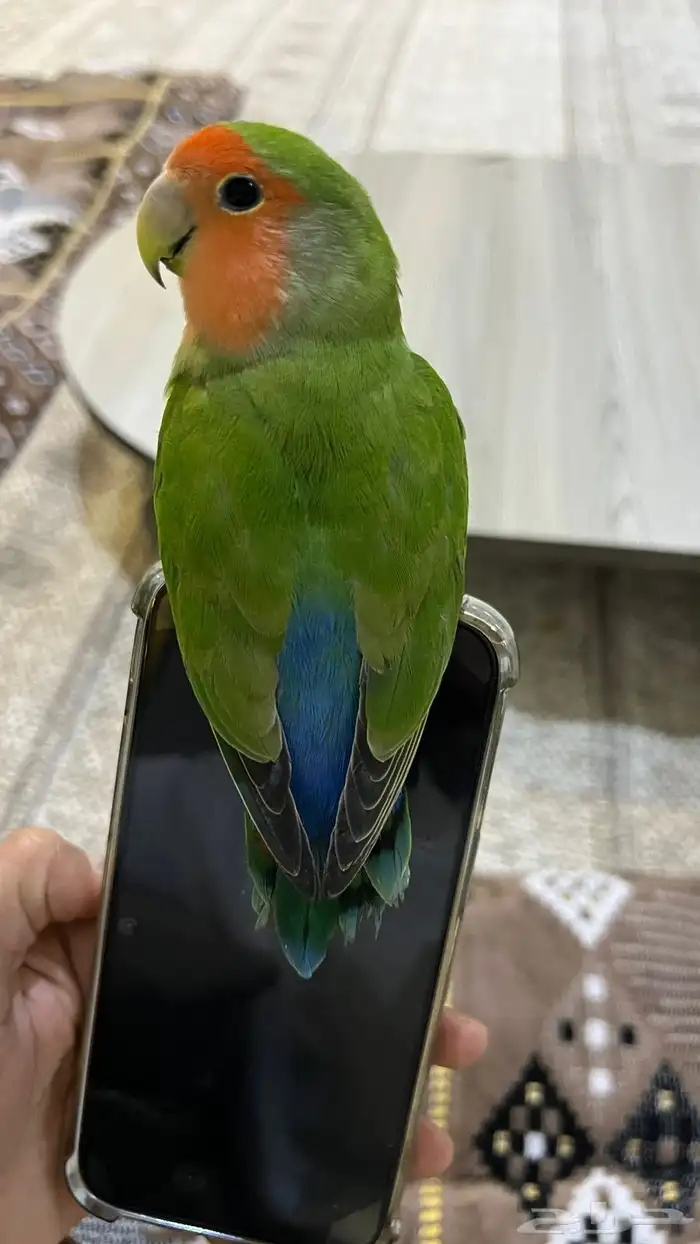 روز اليف 0