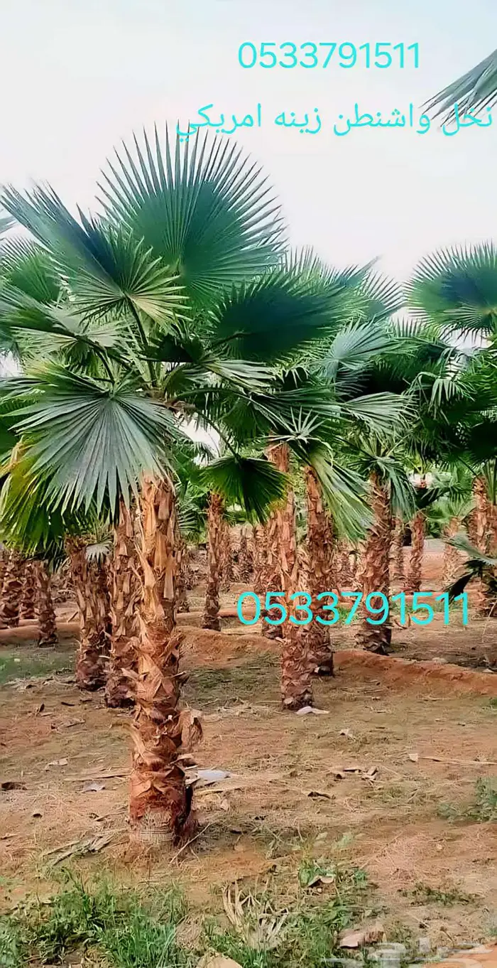 نخل واشنطني زينه واشنطن للبيع 0