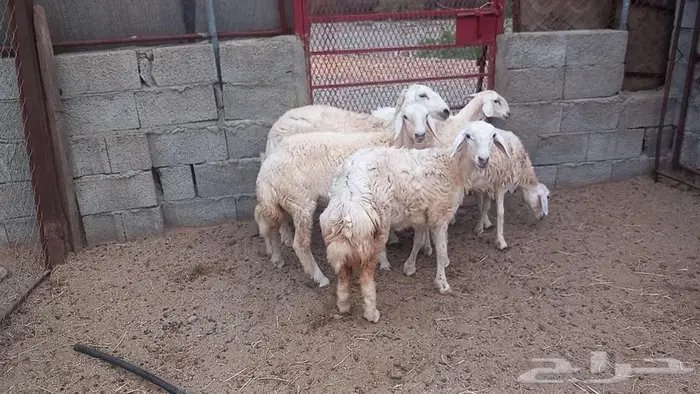 رخال 3