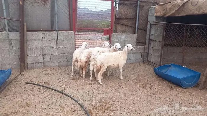 رخال 4
