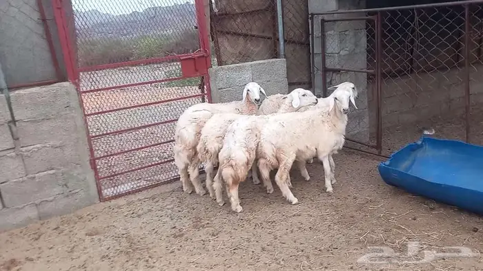 رخال 0