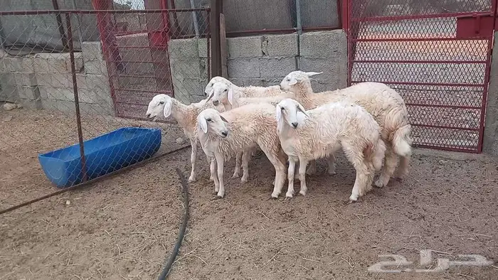 رخال 1