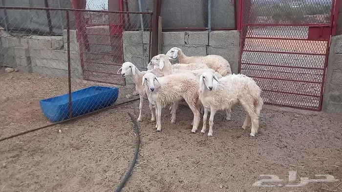 رخال 2