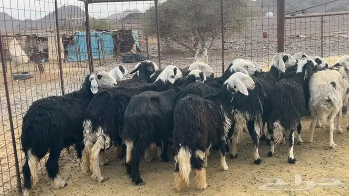 ظان نجاده صنف دفيع ومضريع طيبه 1