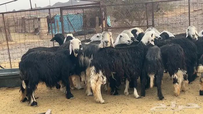 ظان نجاده صنف دفيع ومضريع طيبه 3