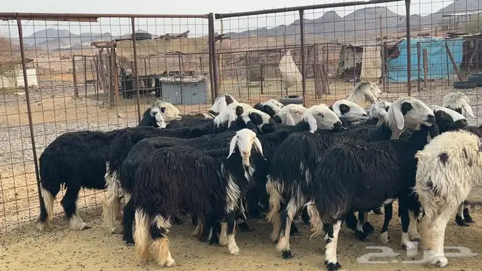 ظان نجاده صنف دفيع ومضريع طيبه 5