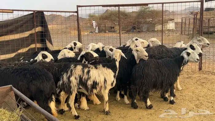 ظان نجاده صنف دفيع ومضريع طيبه 6