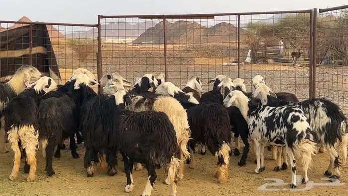ظان نجاده صنف دفيع ومضريع طيبه 2