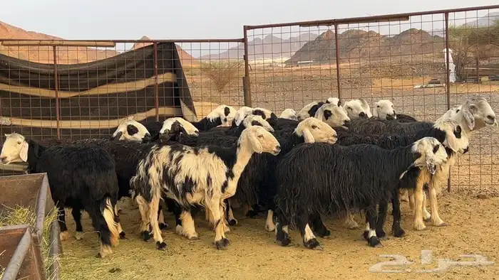 ظان نجاده صنف دفيع ومضريع طيبه 4