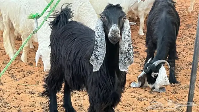 ابو عبدالله للذباح 2