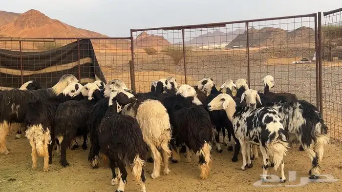 ظان نجاده صنف دفيع ومضريع طيبه 0