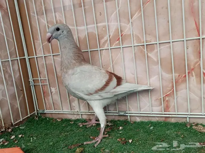 جوز هومر ذكر ملي بار وإنث كريمي معه فرخ 2